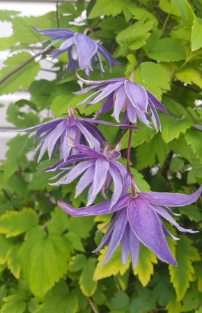 княжик ГЕОРГ (Georg)   НЕТ